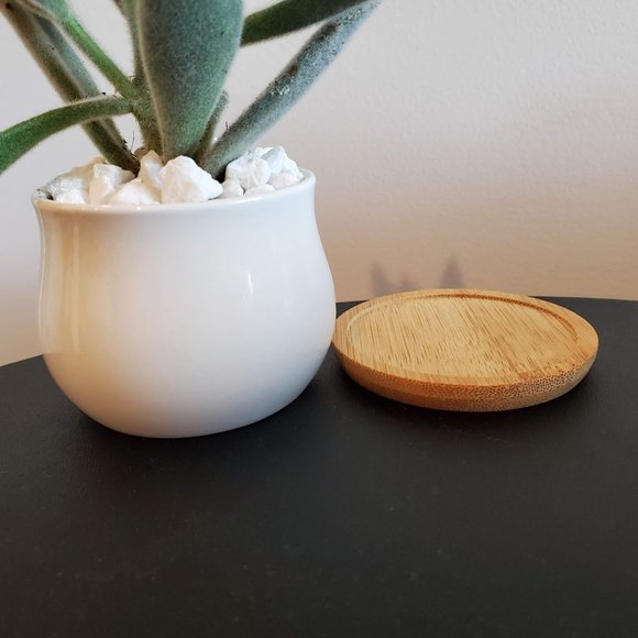 Panda Plant Fuzzy Succulent in White Ceramic Pot, Kalanchoe Tomentosa, Planter - Picture 4 of 6